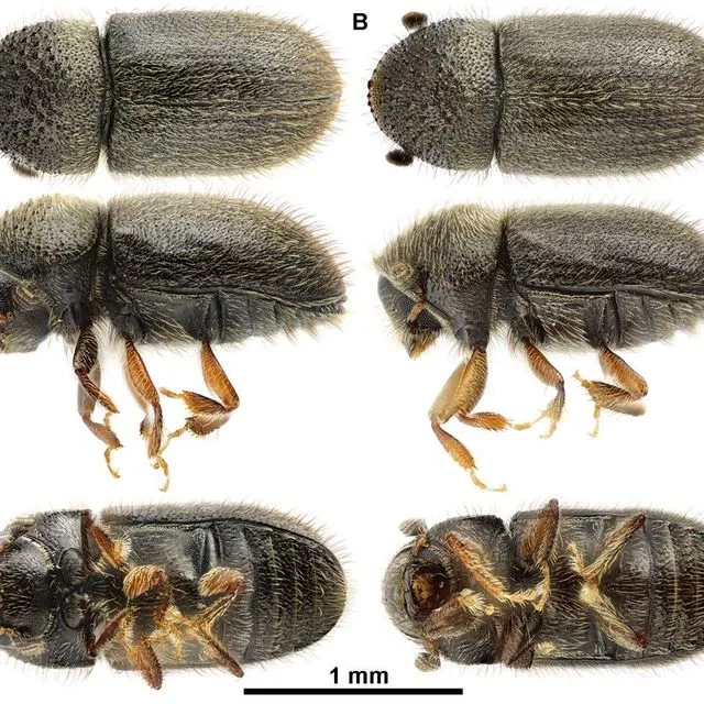thumbnail for publication: Bark Beetle Cryphalus lipingensis Tsai & Li, 1963, (Insecta: Coleoptera: Curculionidae: Scolytinae)